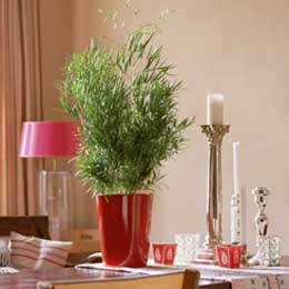 سرخس مارچوبه